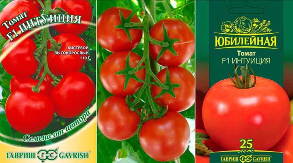Томат интуиция: селекция, районирование, описание, характеристики и урожайность сорта + технология выращивания и отзывы