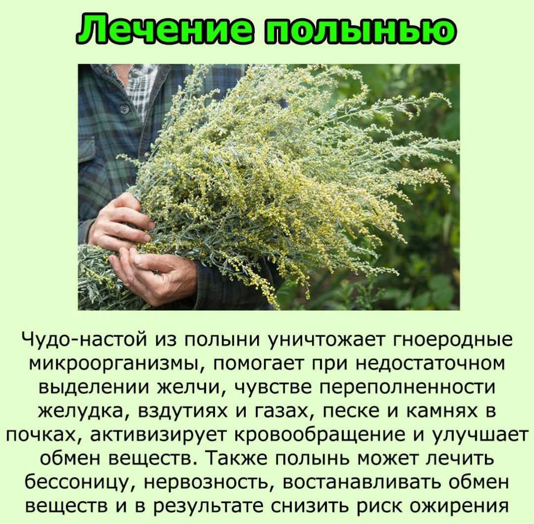 Виды полыни: баргузинская, степная, римская, полевая, фото