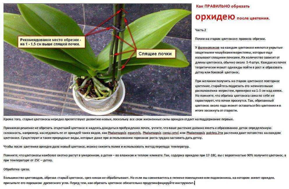 Орхидее требуются специфические условия отличные от тех которые обычно создают другим комнатным растениям