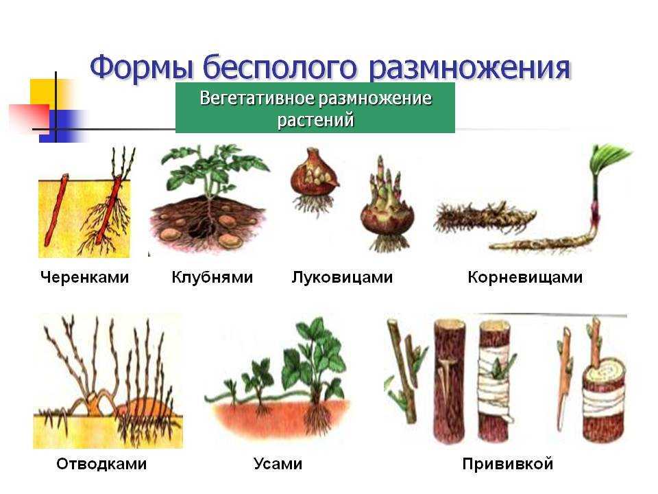 Способы размножения растений: вегетативное размножение растений и семенами