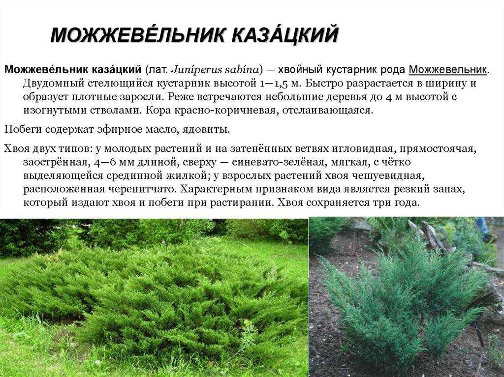 Можжевельник казацкий, экстравагантный и надежный