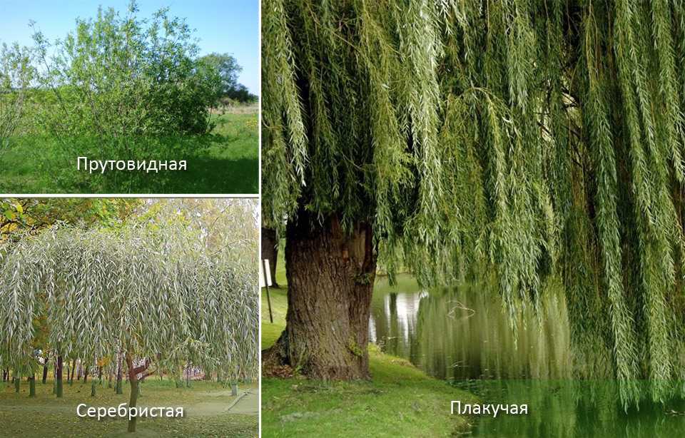 Растение ива: фото, сорта, выращивание, посадка и уход в открытом грунте