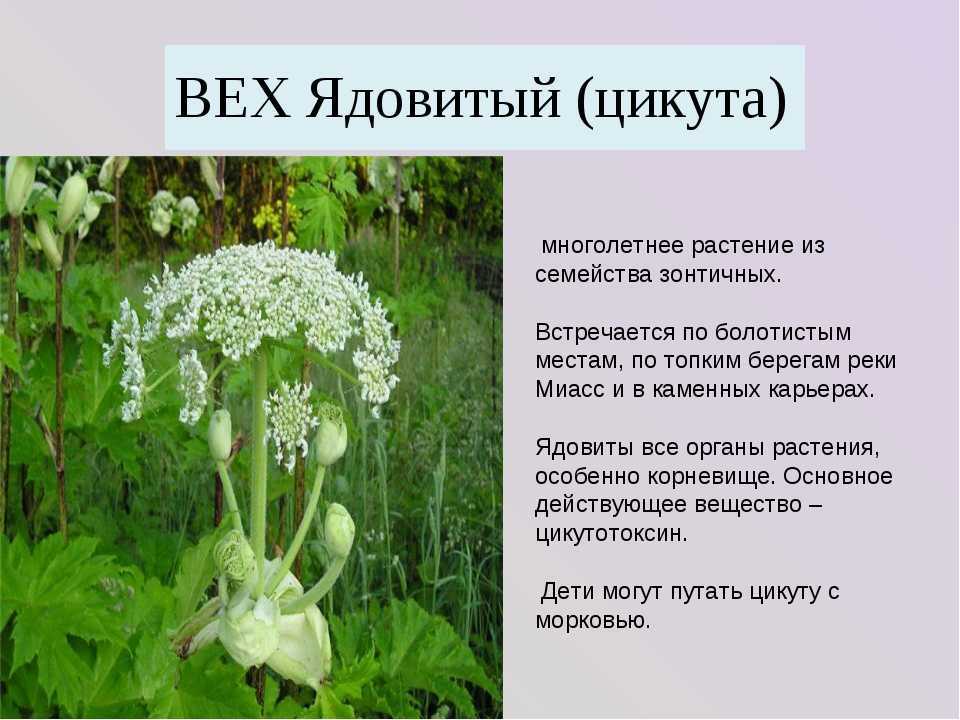 Декоративные ядовитые цветы на наших участках - фермеры россии