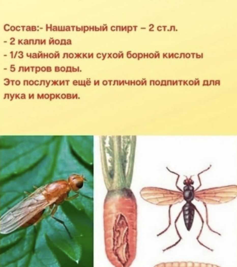 Как быстро избавиться от луковой мухи в огороде. луковая муха: как с ней бороться