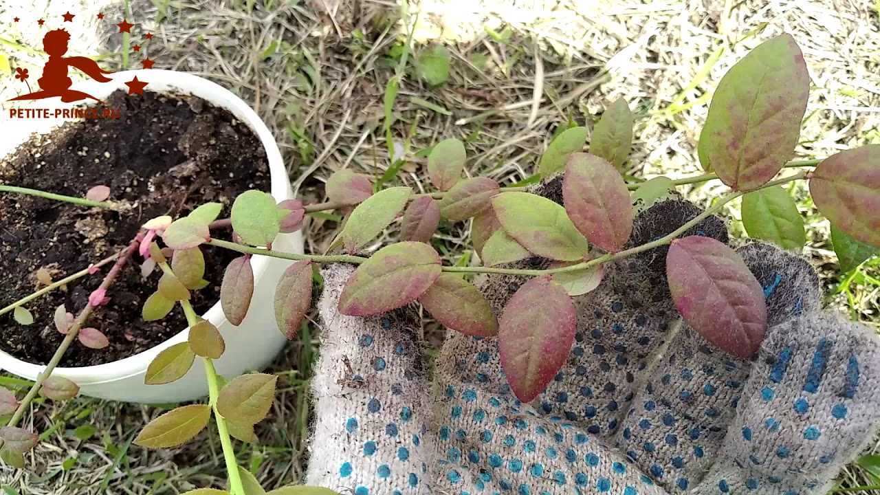 У голубики покраснели листья: опасно ли это и что можно сделать?
