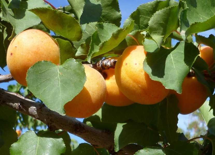 Самоплодные сорта абрикоса с описанием и фото