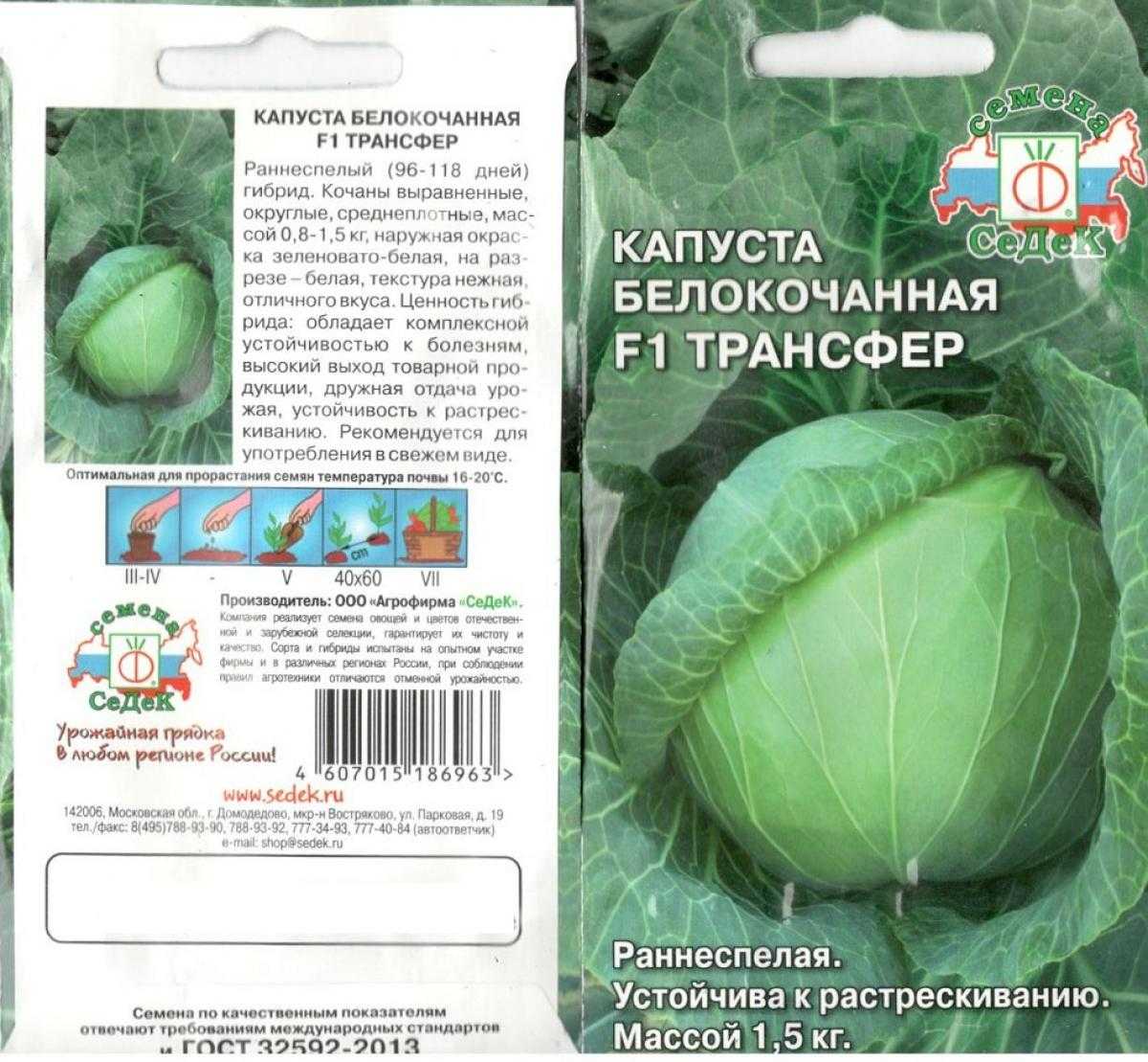 ᐉ капуста трансфер: описание сорта -