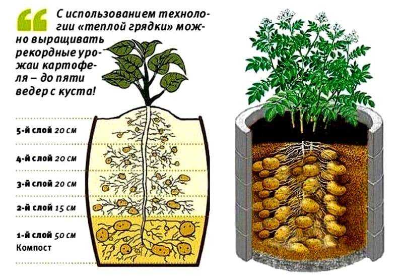 Рекомендуемые для выращивания сорта картофеля