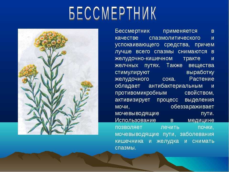 Бессмертник песчаный (трава) — лечебные свойства и противопоказания к применению