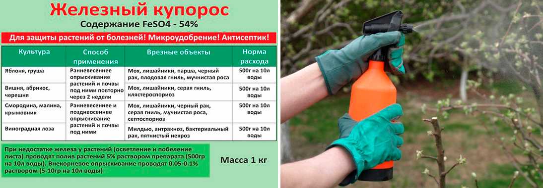 Опрыскивание деревьев осенью: чем и как обрабатывать