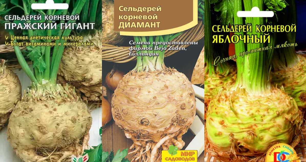 Выращивание сельдерея в сибири