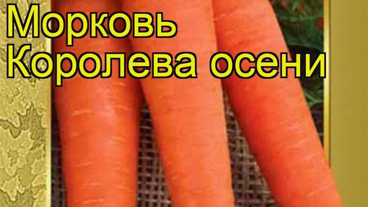 Как правильно выращивать сорт моркови королева осени?: характеристики, свойства, методы