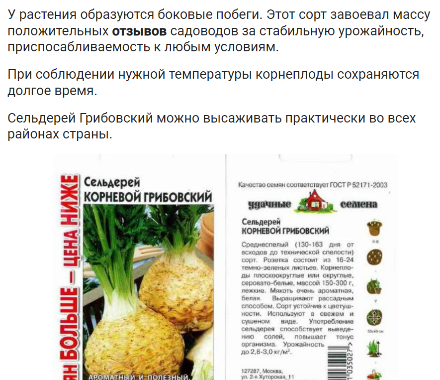 Корневой сельдерей: особенности посева семян, уход за рассадой, посадка и выращивание в открытом грунте