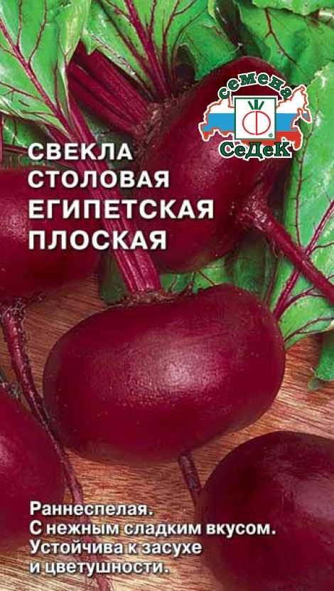 Лучшие и самые урожайные сорта свёклы в теплице и открытом грунте.