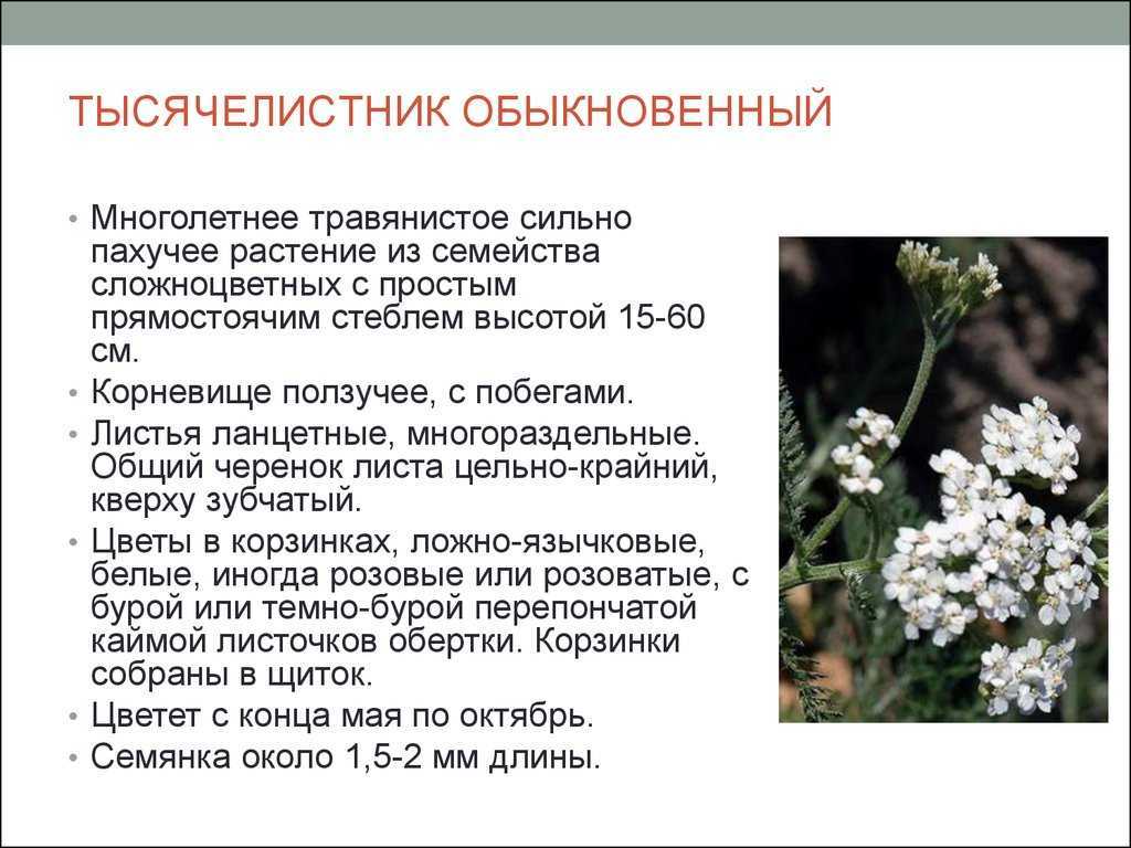 Тысячелистник обыкновенный Achillea millefolium L Тысячелистник благородный Achillea nobilis L Семейство сложноцветные Compositae Народные