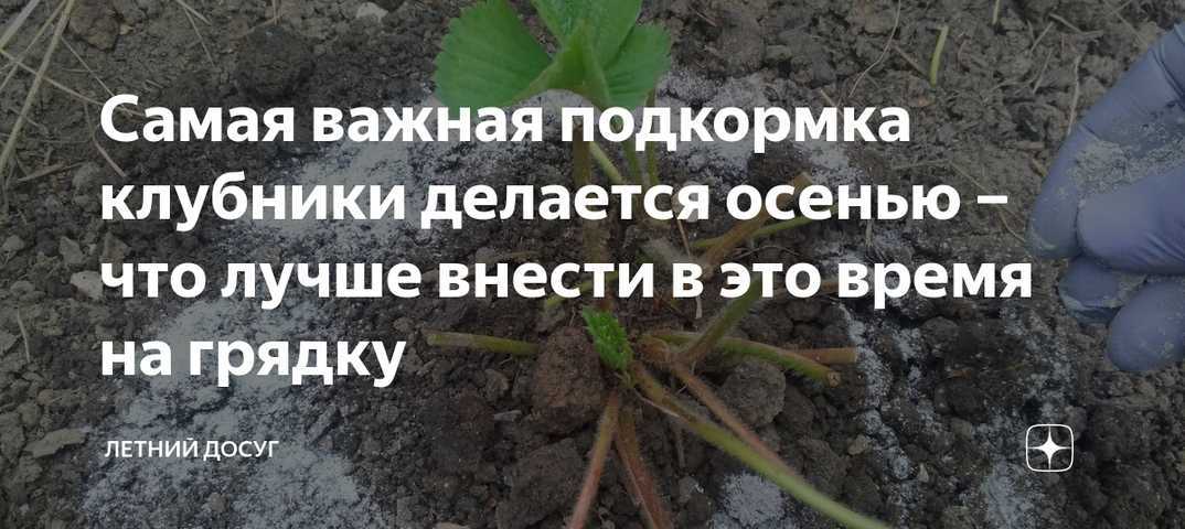 Как ухаживать за клубникой после плодоношения, полив и подкормка клубники после сбора урожая, обработка и обрезка