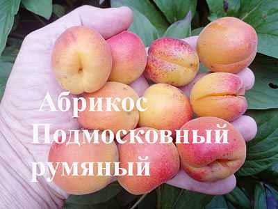 Эдельвейс – посадка и уход за цветком