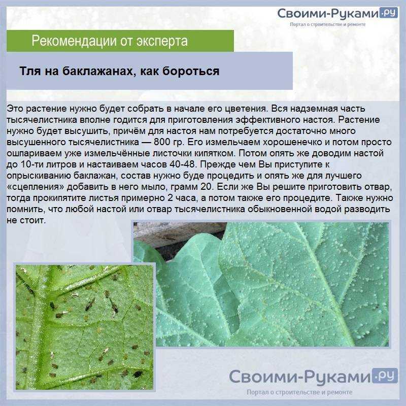 Чем лучше всего обработать плодовые деревья чтобы не было тли лучшие химические и биологические средства народные рецепты