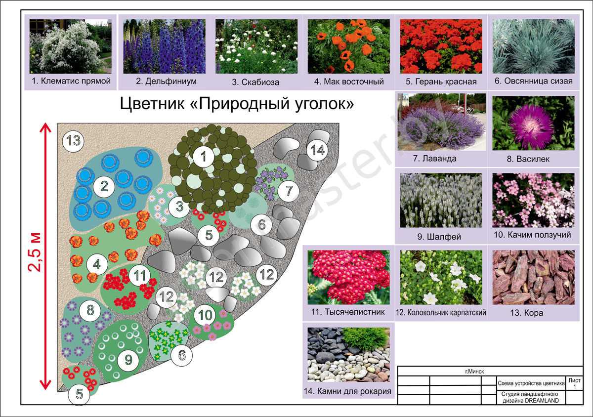 Жароустойчивые многолетники для оформления клумбы на солнцепеке. топ-10 самых красивых растений для солнечной клумбы
