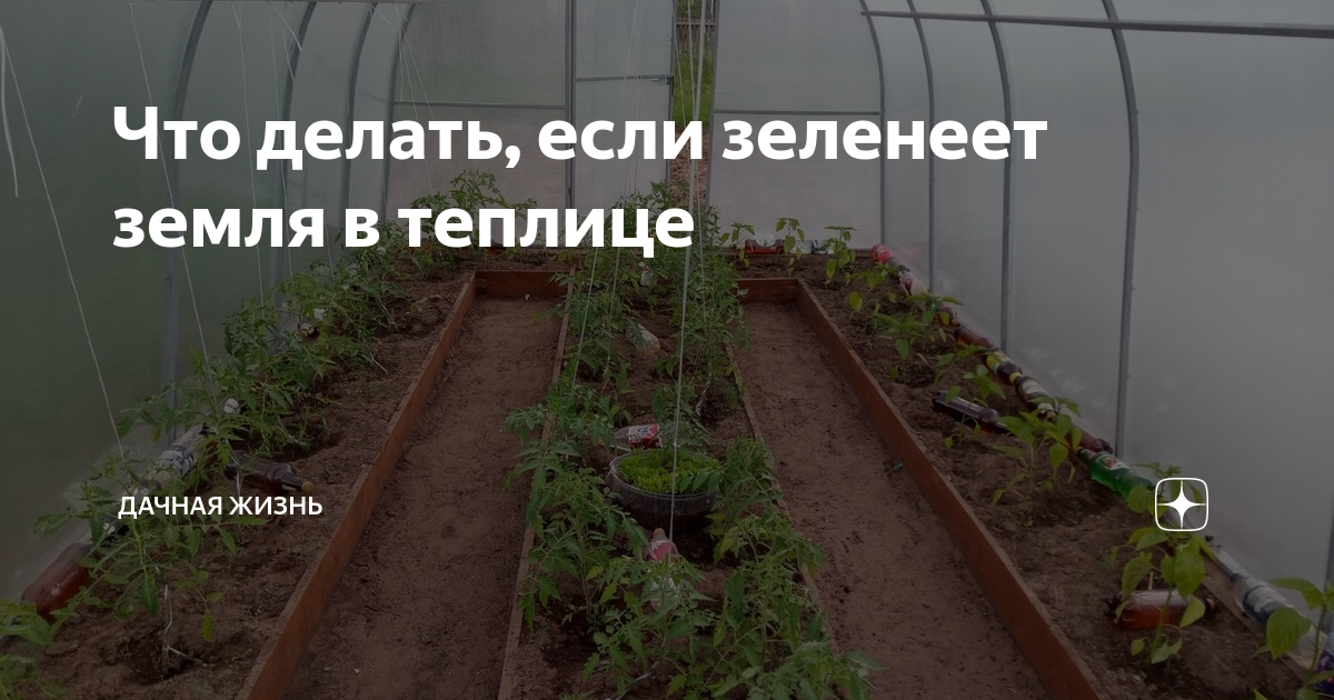 Цветение воды