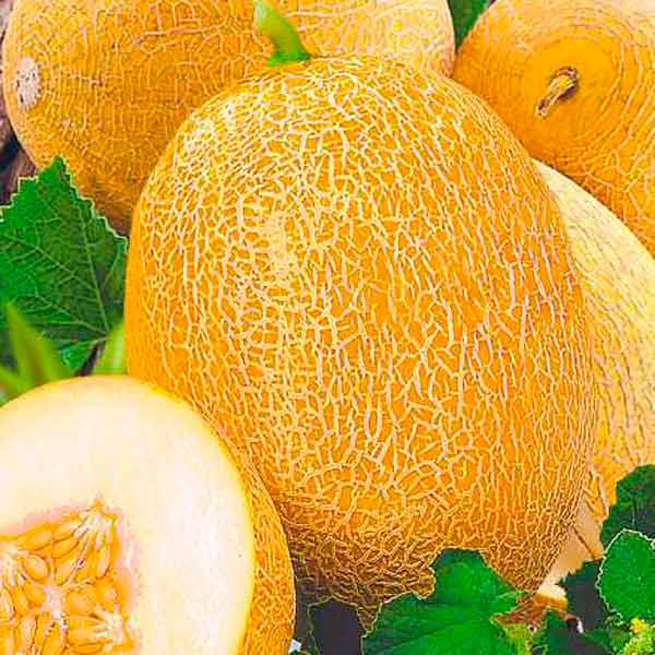 Дыня ананасная: виды и сорта, агротехника культуры