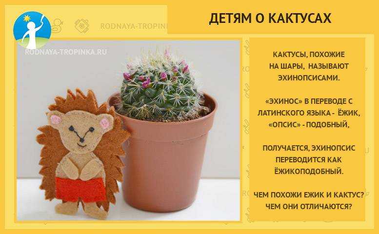 Кактусы цветут: фото с названиями, советы по уходу, а также разъяснение, все ли комнатные растения данного вида могут давать бутоны дома, какие на это не способныдача эксперт