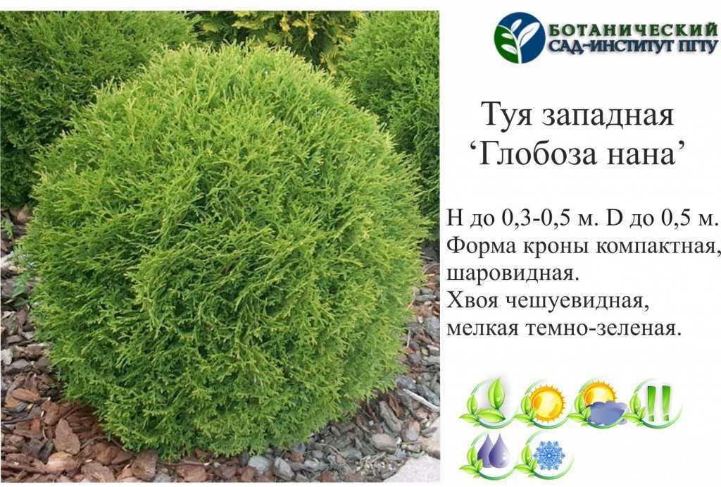 Туи в ландшафтном дизайне
