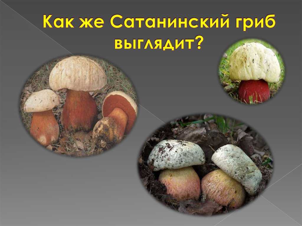 Сатанинский гриб — статный красавец с жутким именем