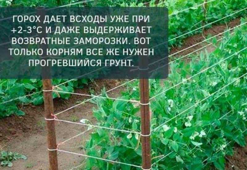 Выращивание гороха: польза продукта и посадка культуры