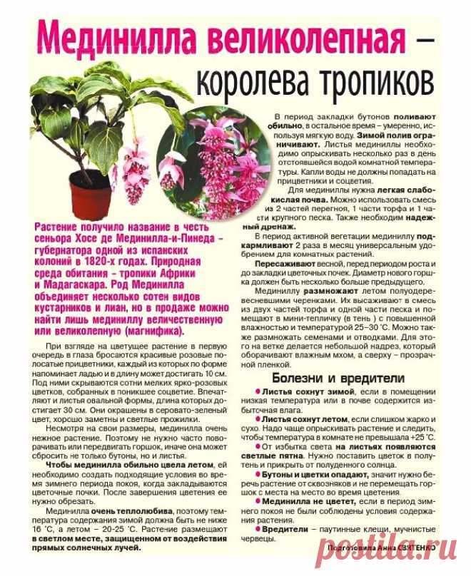 Как ухаживать за мединиллой в домашних условиях? – уход за растениями