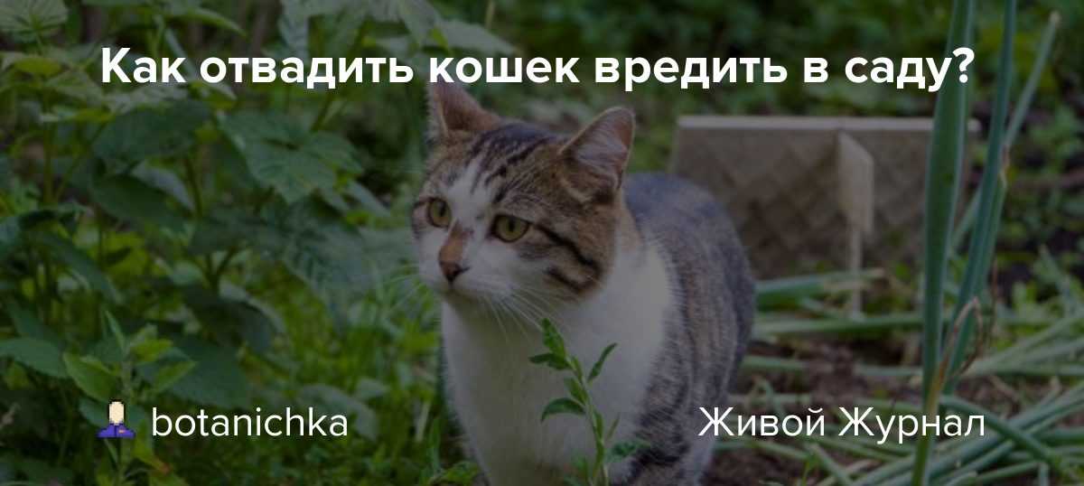 Как отвадить соседских котов от своего участка. топ-5 способов selo.guru — интернет портал о сельском хозяйстве